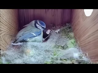 put a camera in a bird's nest