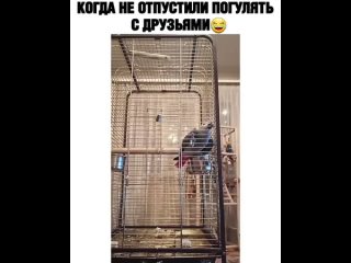 i urgently need such a parrot in case of important negotiations. this parrot is still a swindler)