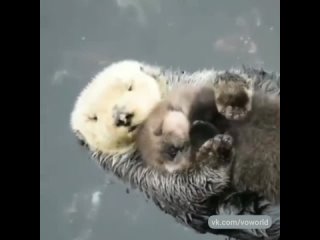 an otter with a cub
