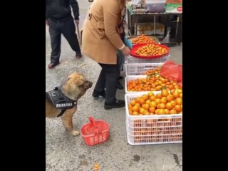 cute dog helps the owner