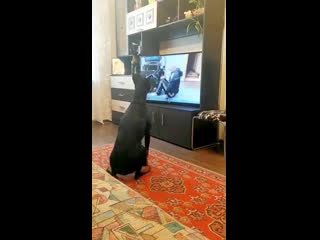 tv gymnastics