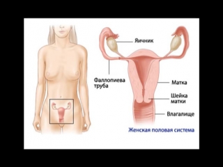 female anatomy, or where the butterflies are in the stomach [sd, 480p]