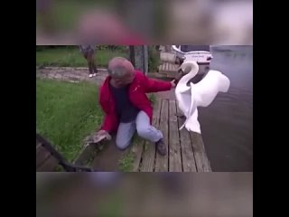 rescue of a stranded swan nk