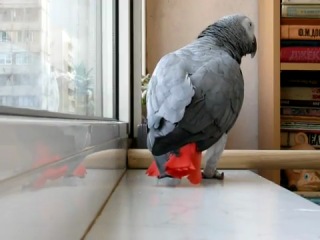 parrot quail ani lorak)))))) big ass milf