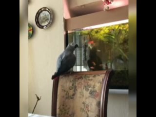 parrot timosha (turn on the sound)