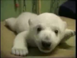 bear cub knut =)